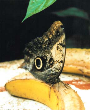 Schmetterling