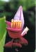 Bananenblüte